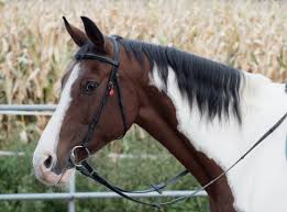 16 april open dag op manege Les Chevaux in Buinen
